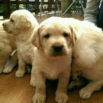 新手飼主必讀：小狗成長八大「第一次」指南