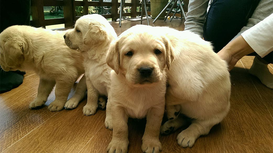 新手飼主必讀：小狗成長八大「第一次」指南