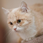 貓咪退養要罰16萬？ 合理嗎？