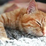 家中寵物貓，是親人丟給你的另一種幸福？