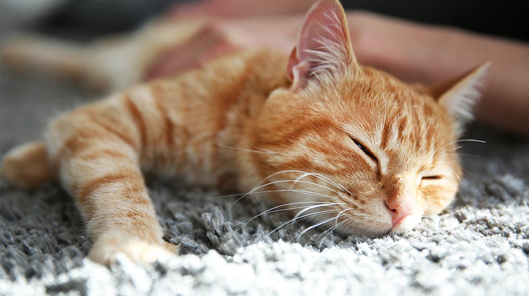 家中寵物貓，是親人丟給你的另一種幸福？