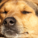 狗狗也會做惡夢嗎？