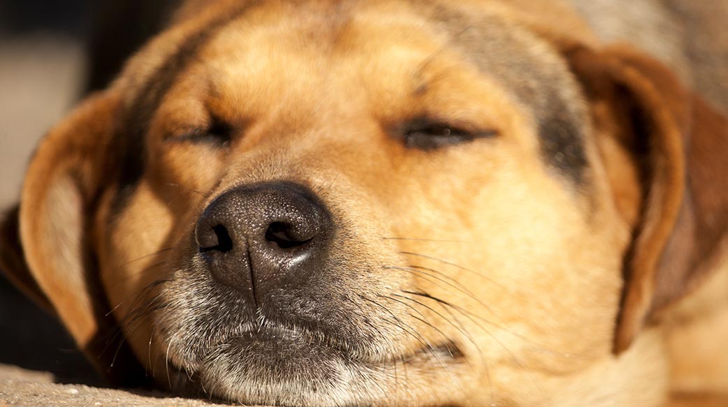 狗狗也會做惡夢嗎？