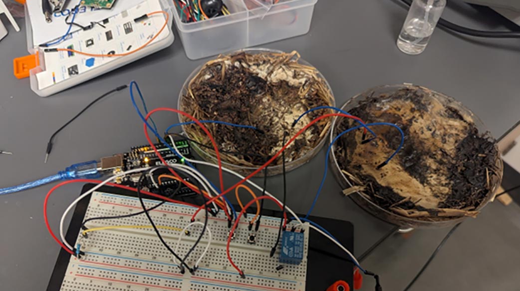 香菇做的晶片你看過嗎？科學家找到稀土替代品：非常適合機器人和自駕車