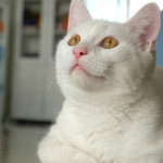 小心 這些聲音會讓貓咪抓狂