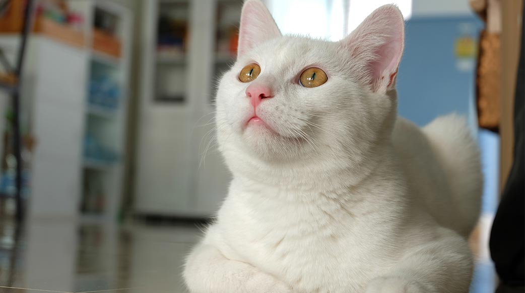 小心 這些聲音會讓貓咪抓狂