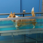 什麼是狗狗水療？