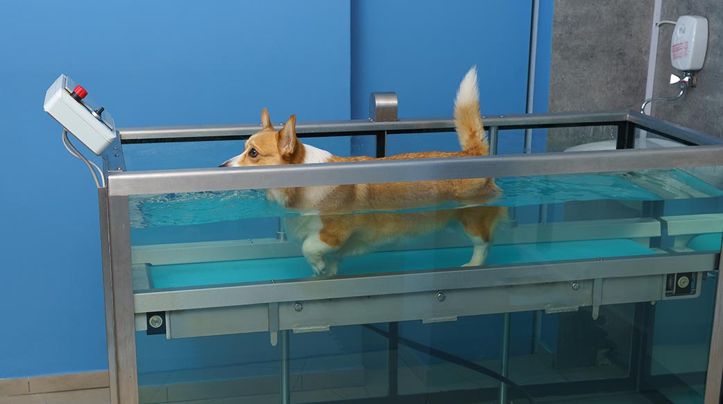 什麼是狗狗水療？