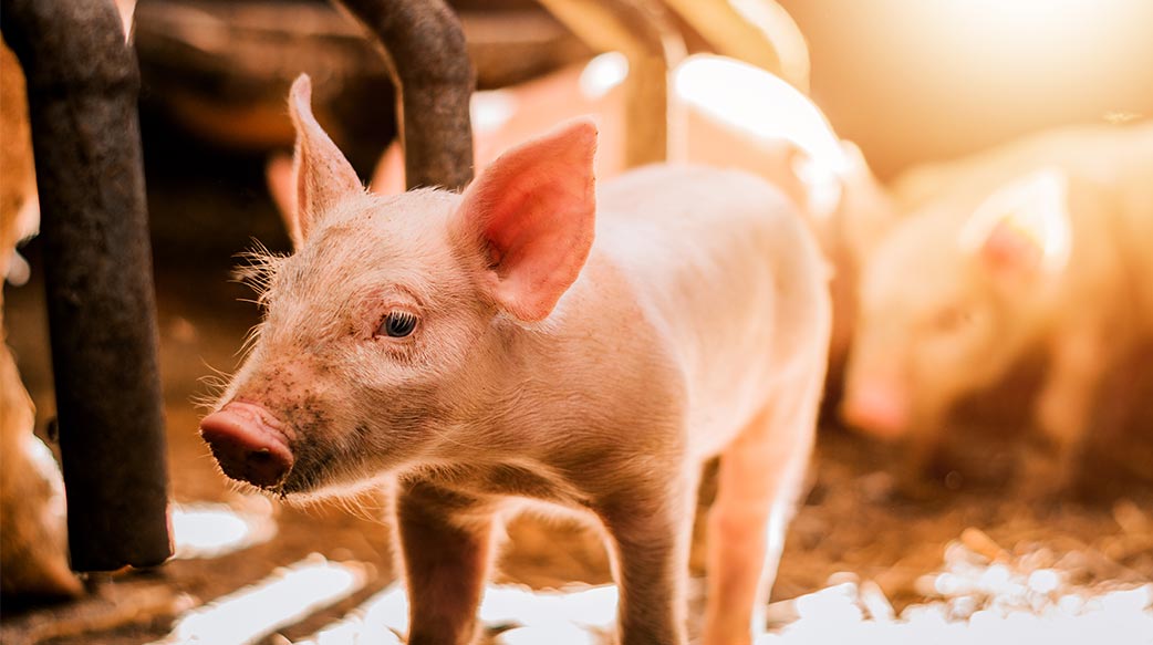 豬瘟的政治口水 無益於防疫作戰