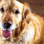 狗狗每天應該攝取多少卡路里