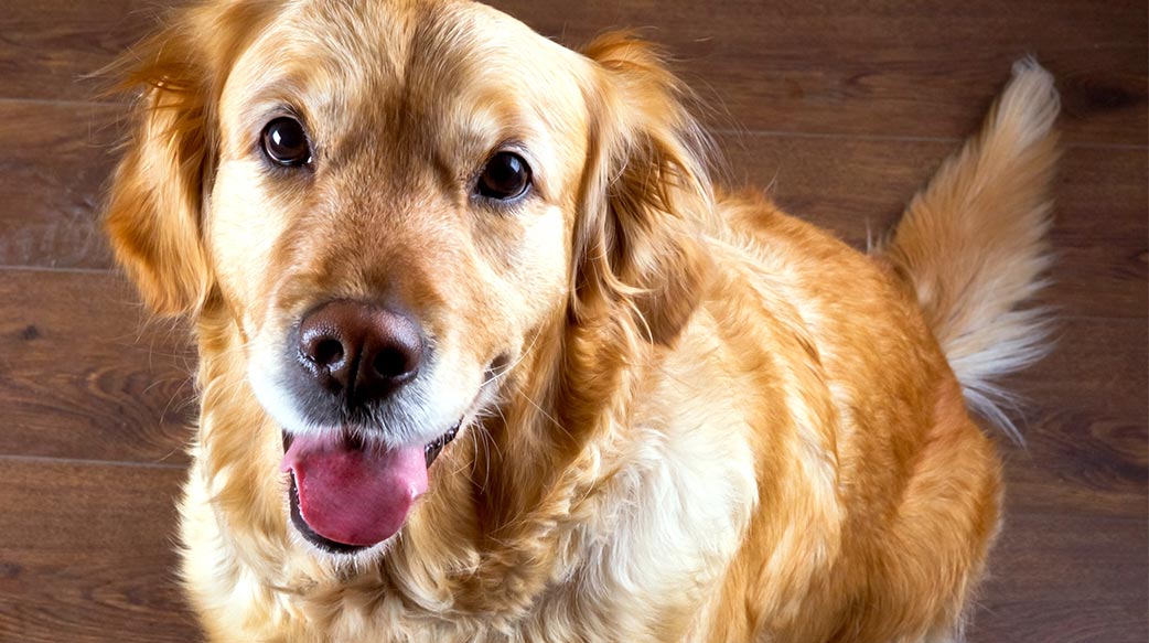 狗狗每天應該攝取多少卡路里