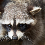 你知道嗎？有些特殊寵物不能飼養