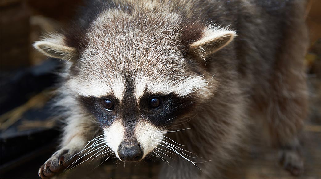 你知道嗎？有些特殊寵物不能飼養