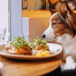 各國陸續放寬「寵物進餐廳」規定