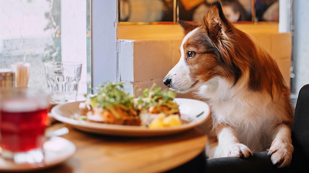 各國陸續放寬「寵物進餐廳」規定