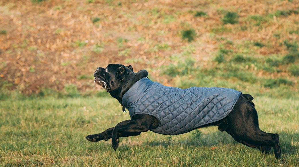 冬季遛狗六大重點