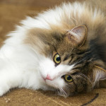 英國寵物主人對開銷仍感憂慮