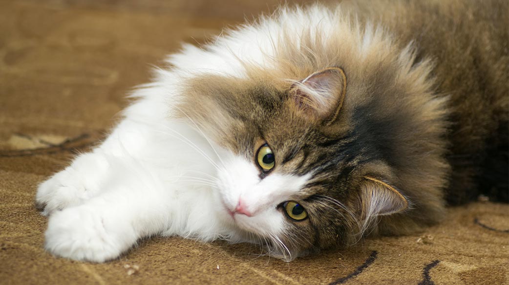 英國寵物主人對開銷仍感憂慮