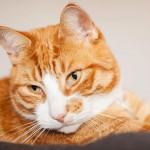 為什麼我的貓咪害怕看獸醫？