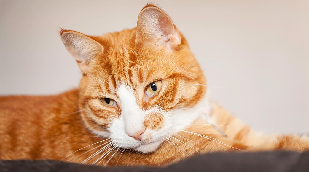 為什麼我的貓咪害怕看獸醫？