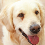 美國與歐洲加強寵物福利與消費者保障