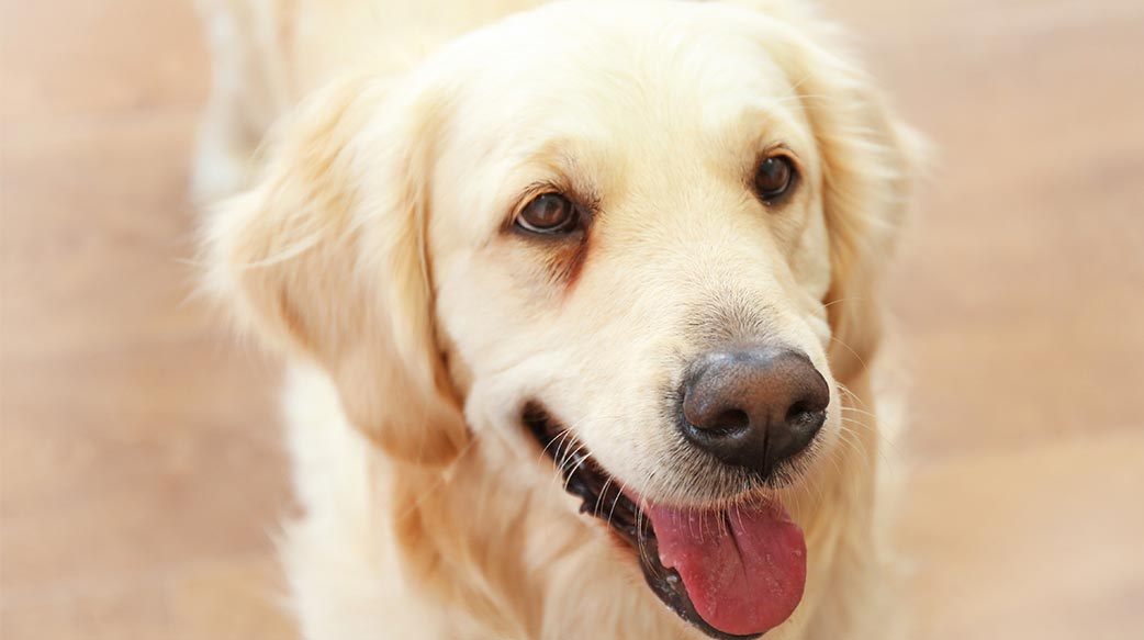 美國與歐洲加強寵物福利與消費者保障