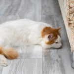 觀察貓狗掉毛是換季正常？還是健康異狀？