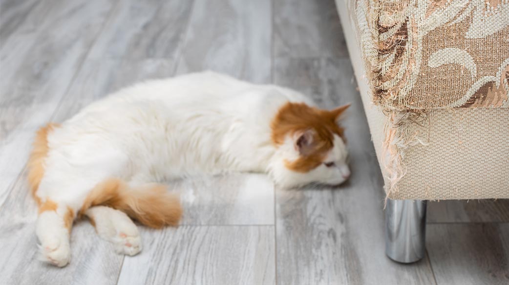 觀察貓狗掉毛是換季正常？還是健康異狀？