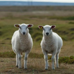 【把專業裝瓶】你想為自己複製一個數位攣生體，並永遠提供公司用嗎？