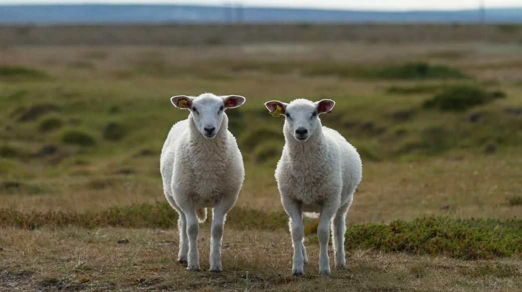 【把專業裝瓶】你想為自己複製一個數位攣生體，並永遠提供公司用嗎？