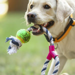 寵物玩具熱銷 但安全疑慮升高