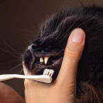 貓咪牙齒居家護理