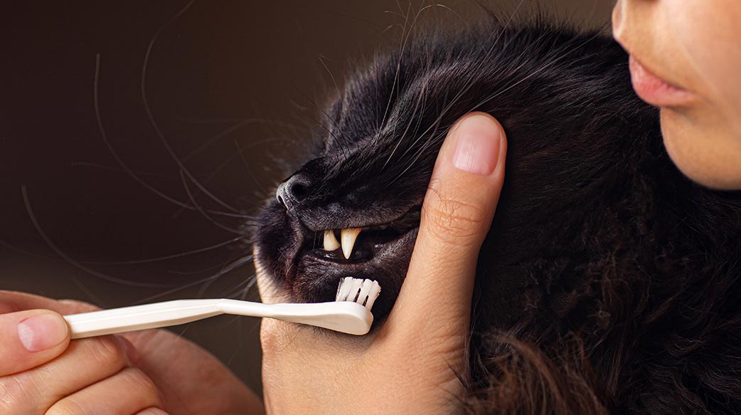 貓咪牙齒居家護理