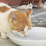 貓咪冬天不愛喝水有原因，4方法刺激多飲水