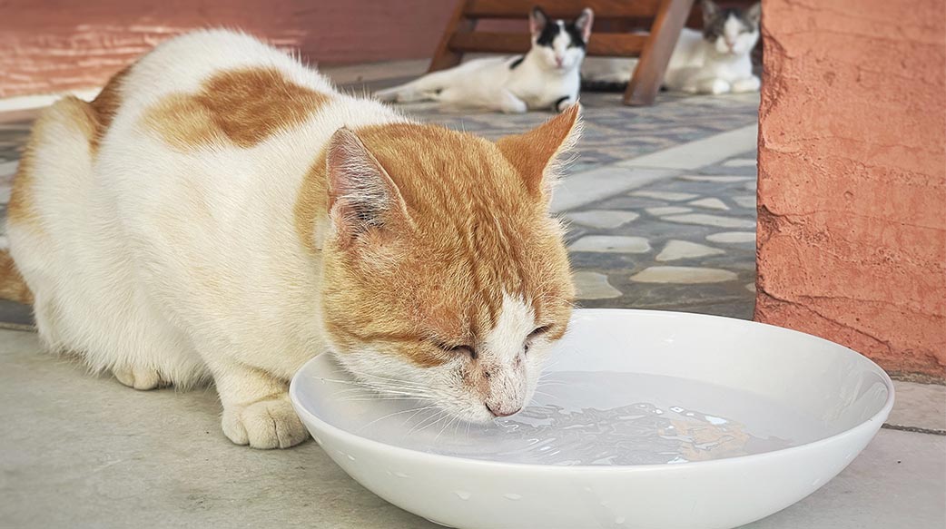 貓咪冬天不愛喝水有原因，4方法刺激多飲水