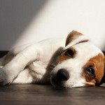 狗狗也會有「冬季憂鬱」嗎？