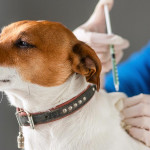 做個懂飼養法規的毛拔媽，責任擔當第一名