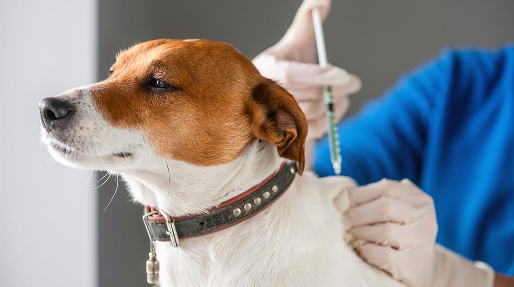 做個懂飼養法規的毛拔媽，責任擔當第一名