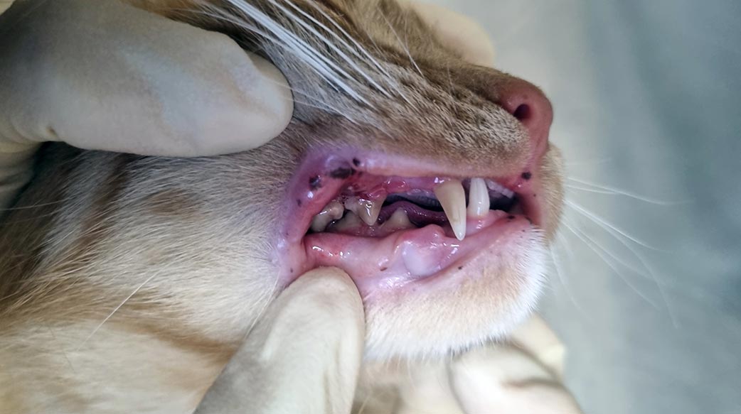 如何判斷貓咪是否有牙痛問題？