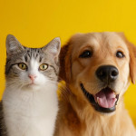 年輕世代與健康科技引領寵物產業新商機