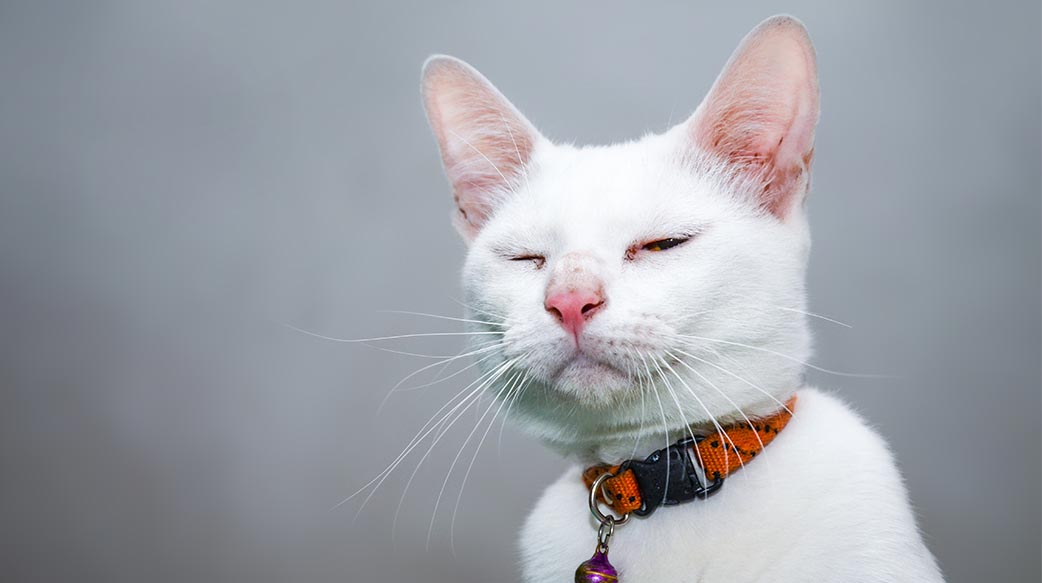 毛孩糖尿病照護指南