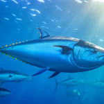 珍稀藍鰭鮪魚240萬美金成交