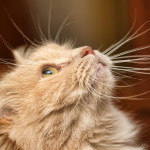 靜電又來了！毛小孩去除「啪滋」有方法