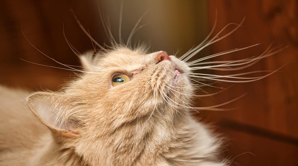 靜電又來了！毛小孩去除「啪滋」有方法