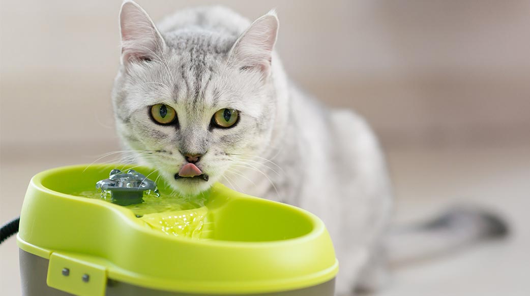 貓咪潔牙水有用嗎？