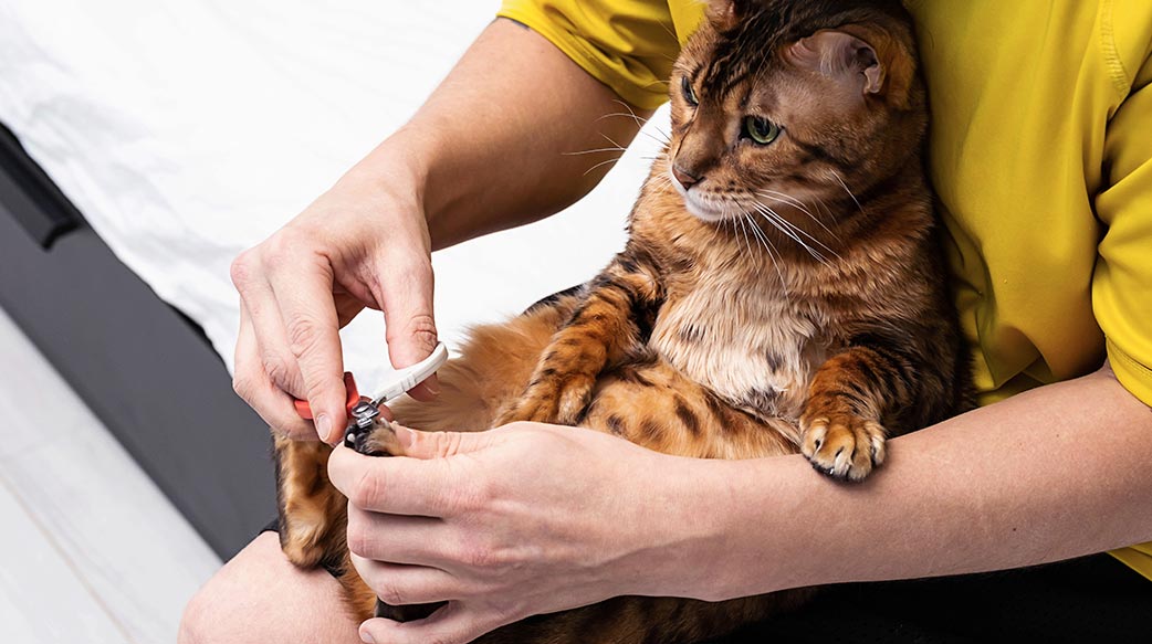 加州2026年起禁止飼主幫貓咪除爪