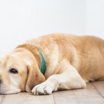 狗狗肥胖成因、健康風險到獸醫諮詢指南