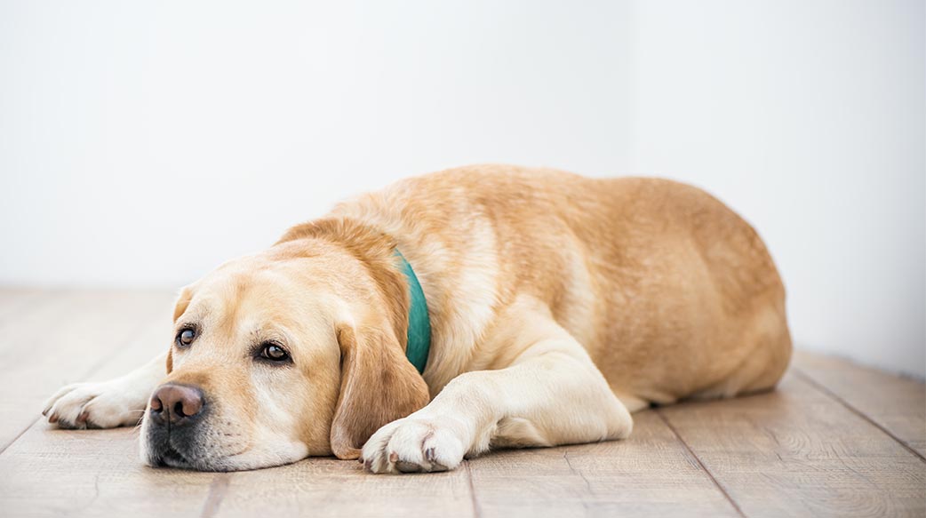 狗狗肥胖成因、健康風險到獸醫諮詢指南