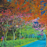 「櫻」姿煥發傳遞春天已近 走進新北近郊感受神的奇妙創造