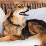 狗狗究竟能記住多少事？